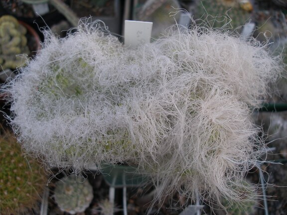 Коллекция А.Д. Балабащенко (Одесса)