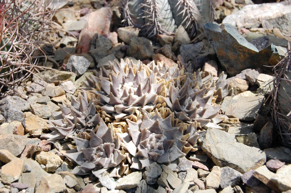 Ariocarpus trigonus
