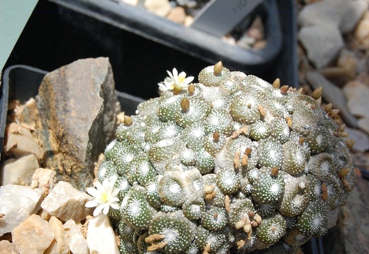 Blossfeldia grafted (1876 відвідувань) Blossfeldia grafted