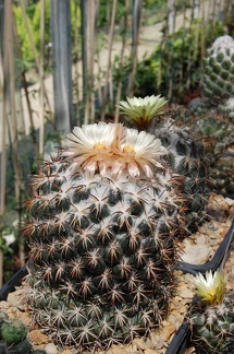 Copyphantha tripugionacantha