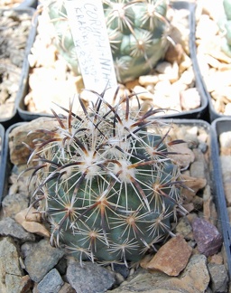 Coryphantha kracikii KKR339
