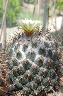 Coryphantha longicornis