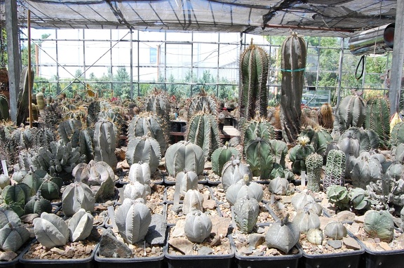 Коллекция Басараба Попа (Констанца, Румыния) 