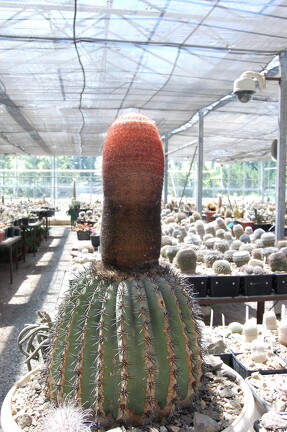 Коллекция Басараба Попа (Констанца, Румыния) 