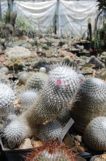 Коллекция Басараба Попа (Констанца, Румыния) 