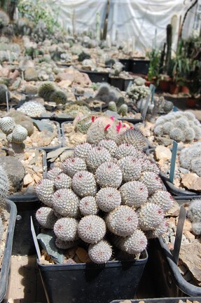 Коллекция Басараба Попа (Констанца, Румыния) 