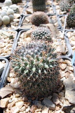 Коллекция Басараба Попа (Констанца, Румыния) 