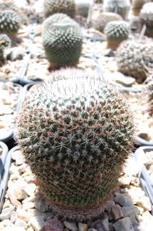 Коллекция Басараба Попа (Констанца, Румыния) 