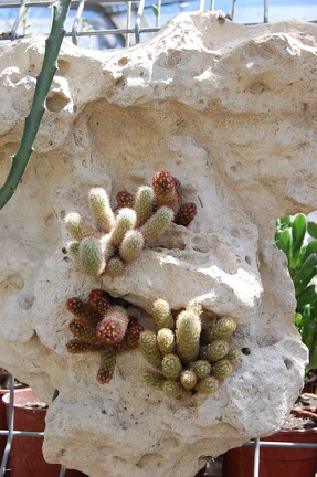 Коллекция Басараба Попа (Констанца, Румыния) 