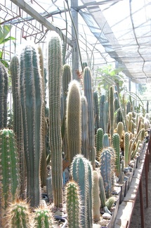 Коллекция Басараба Попа (Констанца, Румыния) 