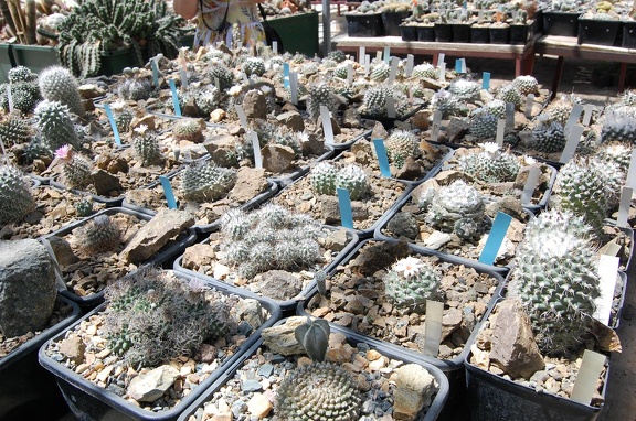 Коллекция Басараба Попа (Констанца, Румыния) 