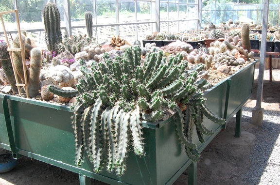 Коллекция Басараба Попа (Констанца, Румыния) 