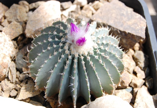 Коллекция Басараба Попа (Констанца, Румыния) (1377 відвідувань) Geohintonia mexicana
Фото Оксаны Руденко (Одесса) июнь 2014 Коллекция Басараба Попа (Констанца, Румыния)