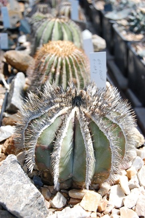 Коллекция Басараба Попа (Констанца, Румыния) 