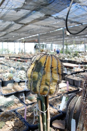 Коллекция Басараба Попа (Констанца, Румыния) 