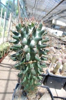 Коллекция Басараба Попа (Констанца, Румыния) 