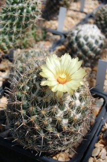 Коллекция Басараба Попа (Констанца, Румыния) 