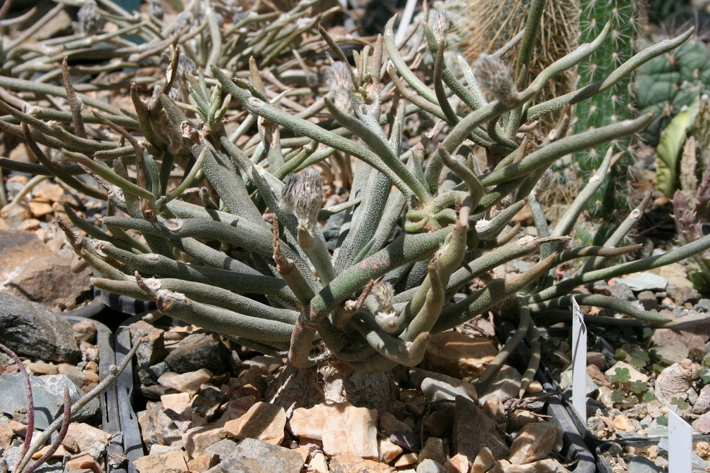 Digitostigma caput-medusae