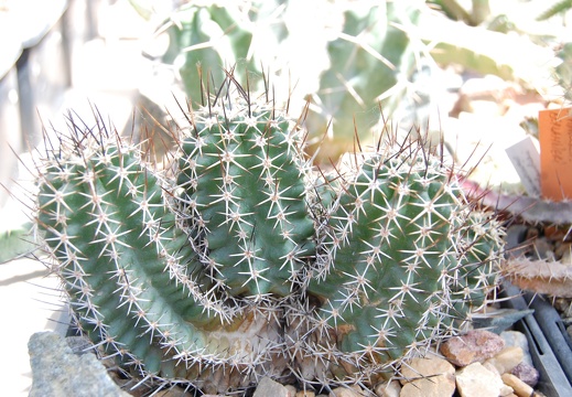 Echinocereus fendleri v kunzleri (1789 відвідувань) Echinocereus fendleri v kunzleri