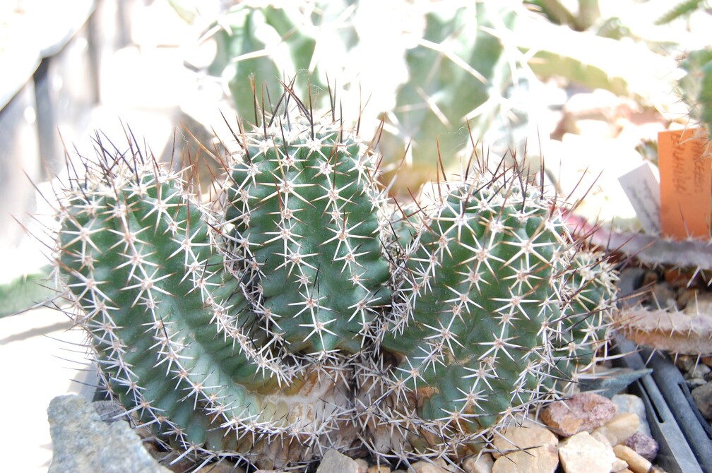 Echinocereus fendleri v  kunzleri