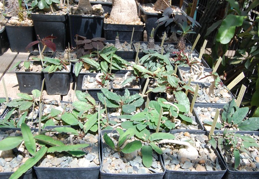 Коллекция Басараба Попа (Констанца, Румыния) (1478 відвідувань) Euphorbia
Фото Оксаны Руденко (Одесса) июнь 2014 Коллекция Басараба Попа (Констанца, Румыния)