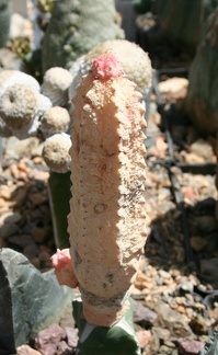 Euphorbia abdelkuri cv Damask