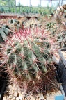 Ferocactus steinesii pilosus