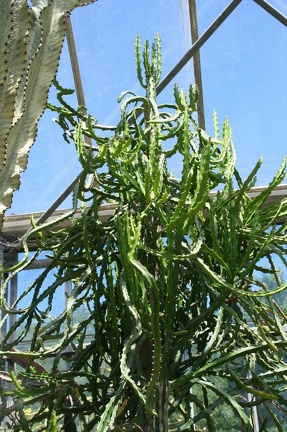 Коллекция Басараба Попа (Констанца, Румыния)