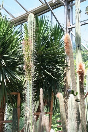 Коллекция Басараба Попа (Констанца, Румыния)