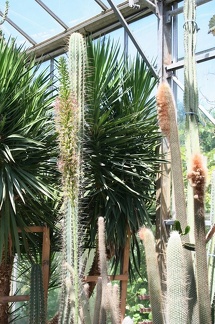 Коллекция Басараба Попа (Констанца, Румыния)