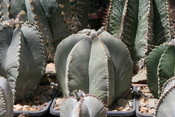 Коллекция Басараба Попа (Констанца, Румыния)