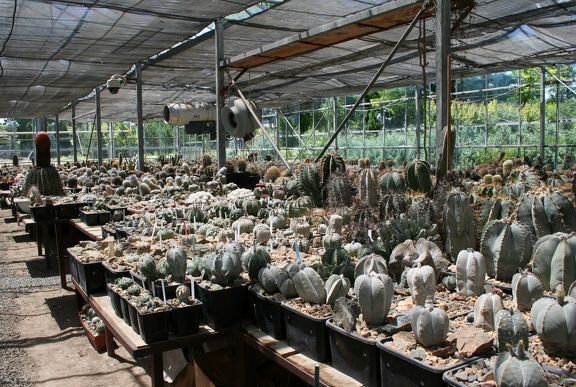 Коллекция Басараба Попа (Констанца, Румыния)