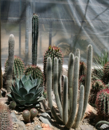 Коллекция Басараба Попа (Констанца, Румыния)