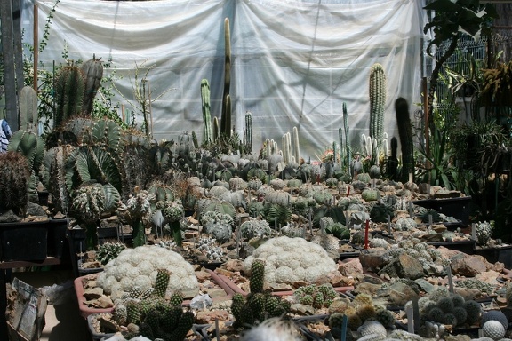 Коллекция Басараба Попа (Констанца, Румыния)