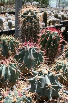 Коллекция Басараба Попа (Констанца, Румыния)