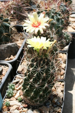 Коллекция Басараба Попа (Констанца, Румыния)