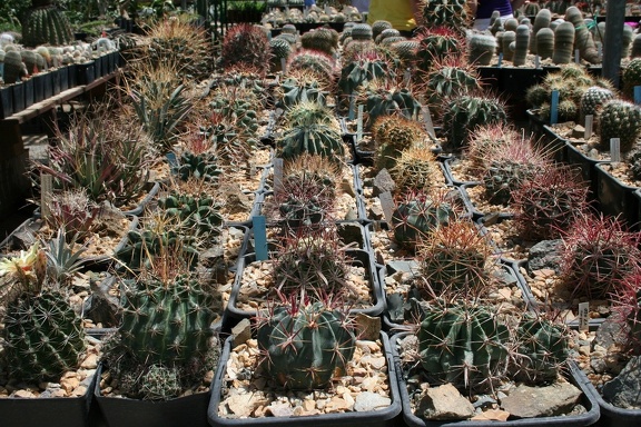 Коллекция Басараба Попа (Констанца, Румыния)