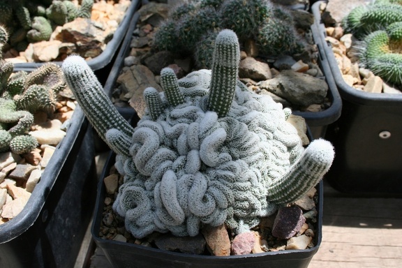 Коллекция Басараба Попа (Констанца, Румыния)