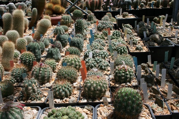 Коллекция Басараба Попа (Констанца, Румыния)