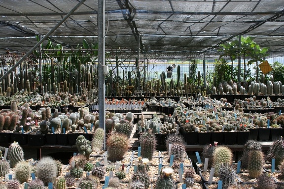 Коллекция Басараба Попа (Констанца, Румыния)