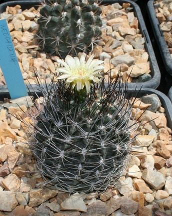 Коллекция Басараба Попа (Констанца, Румыния)