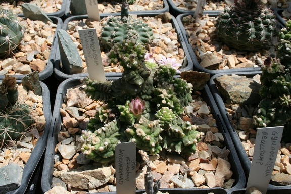 Коллекция Басараба Попа (Констанца, Румыния)