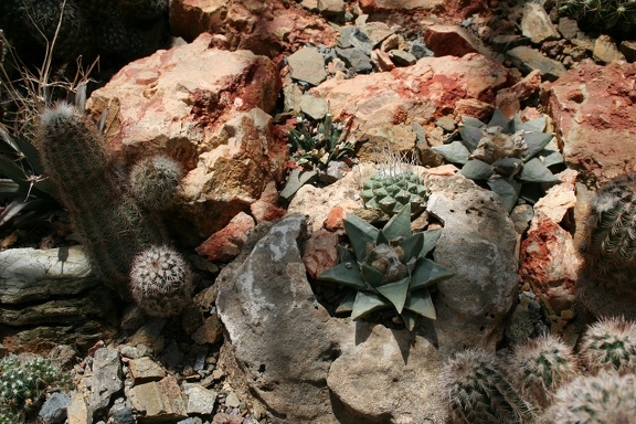 Коллекция Басараба Попа (Констанца, Румыния)