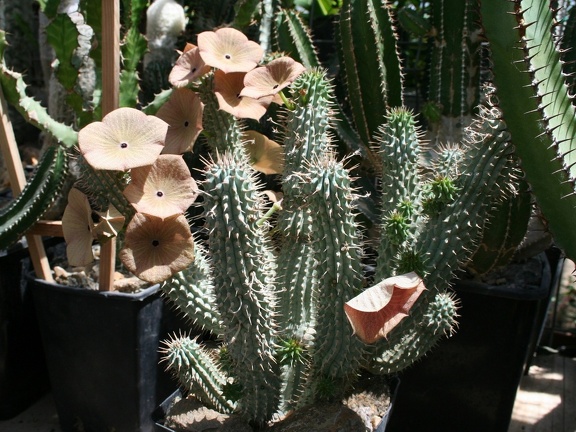 Коллекция Басараба Попа (Констанца, Румыния)