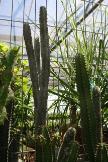 Коллекция Басараба Попа (Констанца, Румыния)