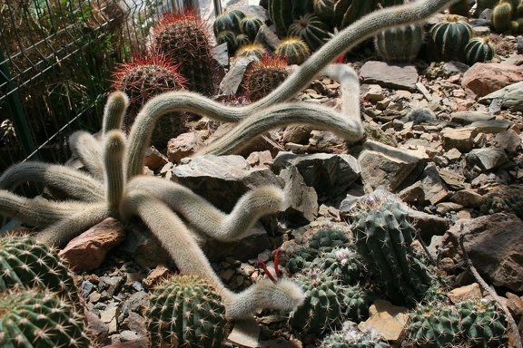 Коллекция Басараба Попа (Констанца, Румыния)