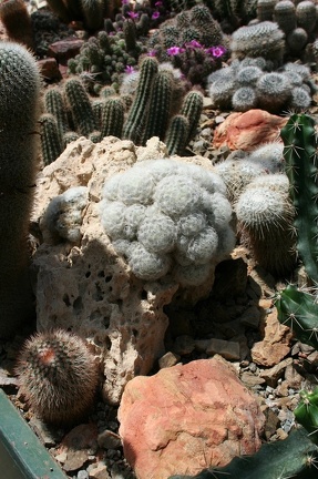 Коллекция Басараба Попа (Констанца, Румыния)