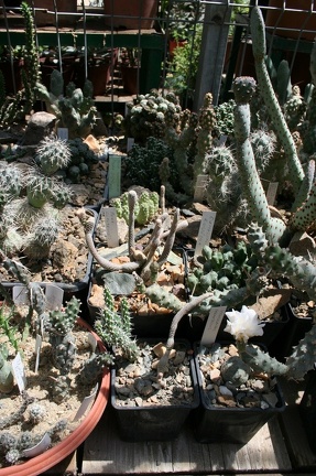 Коллекция Басараба Попа (Констанца, Румыния)