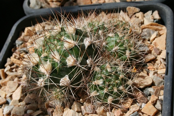 Коллекция Басараба Попа (Констанца, Румыния)