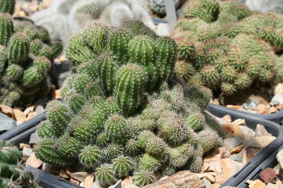 Коллекция Басараба Попа (Констанца, Румыния)